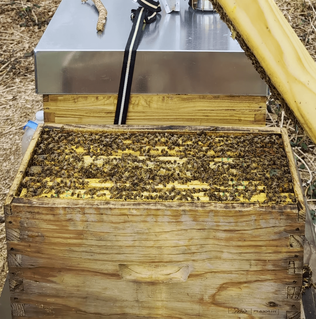 Essaim d'abeilles en ruchette en bois
