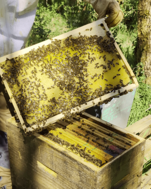 cadre d'essaim d'abeilles