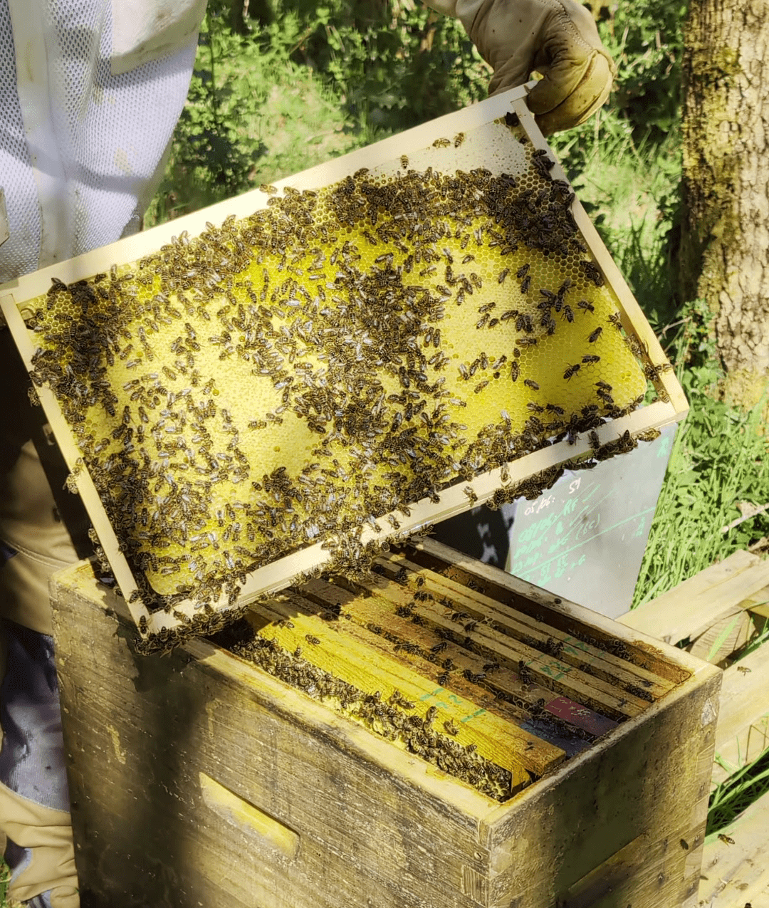 cadre d'essaim d'abeilles